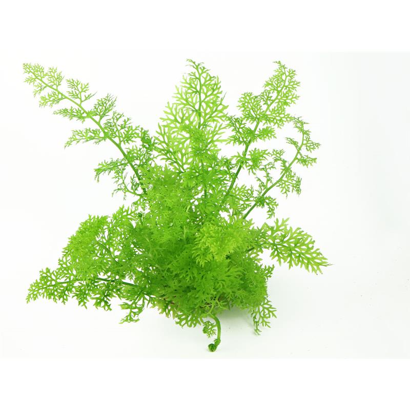 Planta acvariu Ceratopteris Thalictroides Stoffels - imagine 3